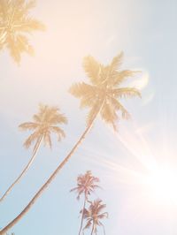 Low angle view of palm tree against sky