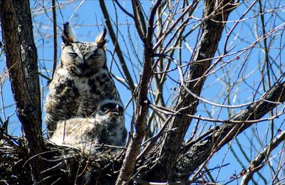 Mother horned owl letting baby grow 