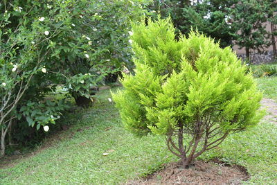 Plants and trees in park