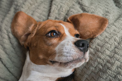 Close-up portrait of dog looking away