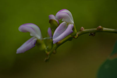 Close-up of purple flowering plant