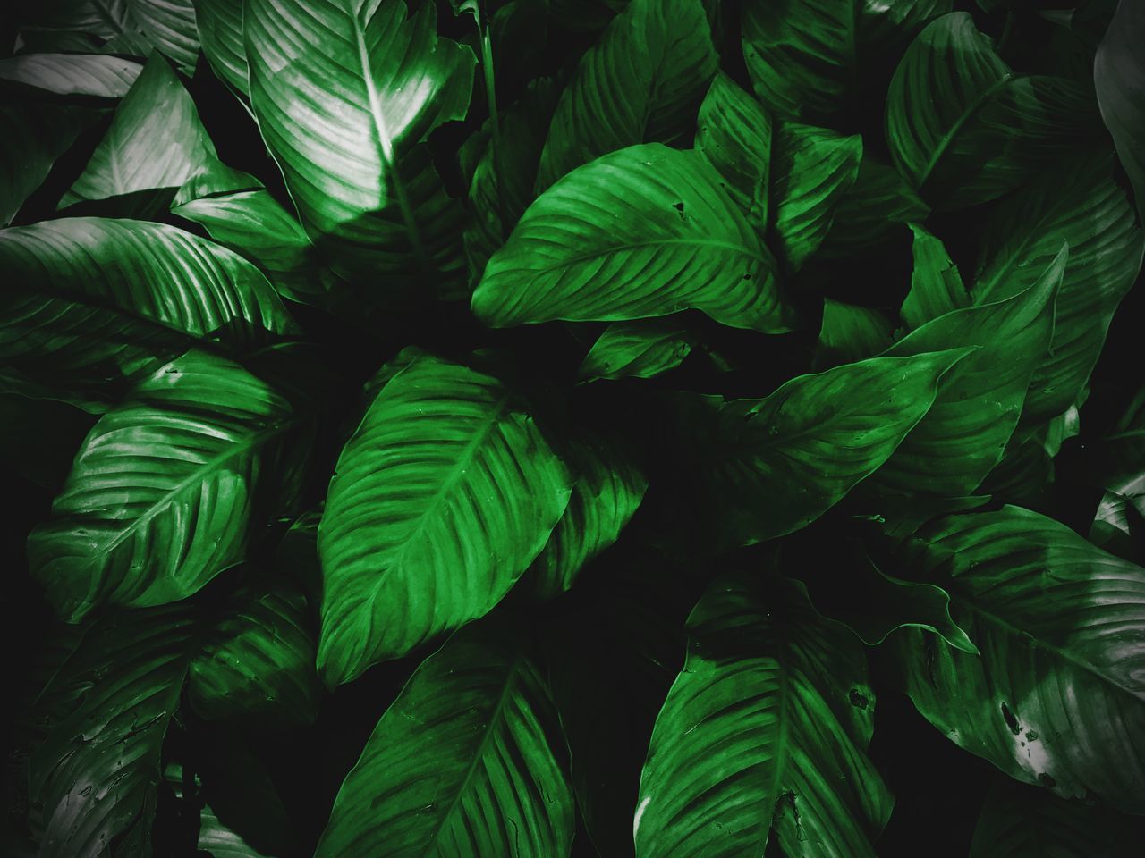 CLOSE-UP OF FERN LEAVES