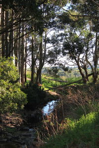 Trees in forest