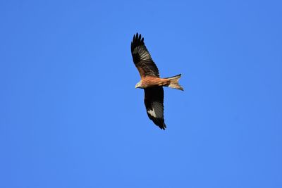 Low angle view of red kite flying in blue sky