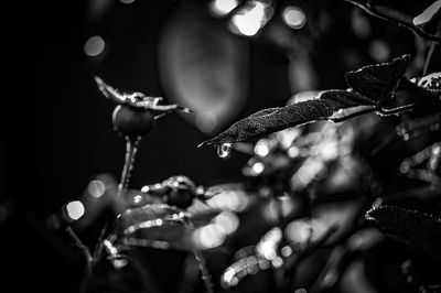 Close-up of wet plant