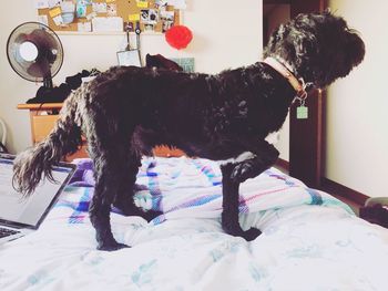 Dog at home