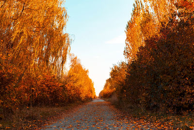 Road amidst trees against sky during autumn