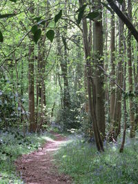 Trees in forest