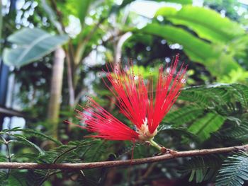 Close-up of red hibiscus blooming outdoors