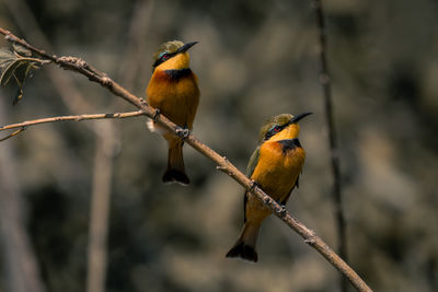 Low angle view of bird perching on branch