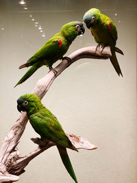 Bird perching on a branch