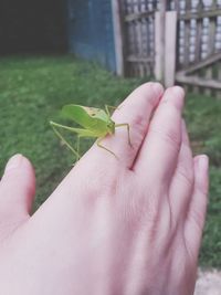 Close-up of insect on hand