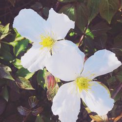 Close-up of white flowers blooming outdoors