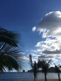 Palm trees against blue sky