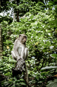 Monkey sitting on tree in forest