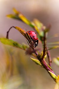 Close-up of insect on plant