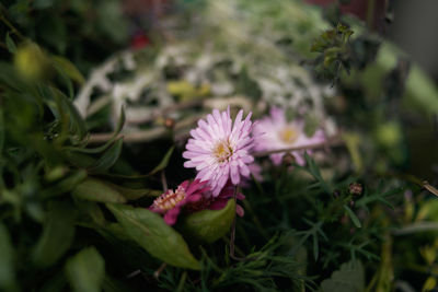 Close-up of pink flowering plant