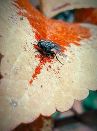 High angle view of fly on leaf