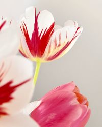 Close-up of pink tulip