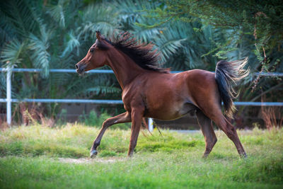 Side view of horse running in ranch