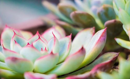 Close-up of pink flowers