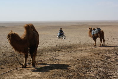 Riding the motorbike in the lonely gobi desert.