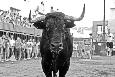 Close-up of cow on field