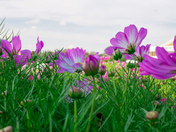 Close-up of pink flowering plants on field