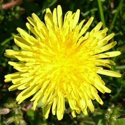 Close-up of yellow flower