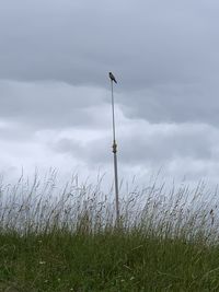 Low angle view of street light on field against sky