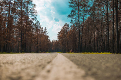 Surface level of road amidst trees against sky