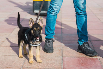 Low section of person with dog on footpath