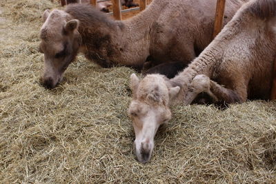 High angle view of sheep in pen