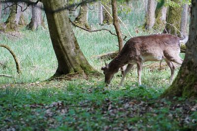 Deer in a forest