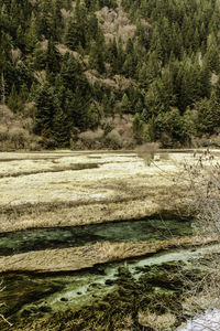 Full frame shot of wet tree