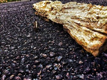 Close-up of surface level of ground