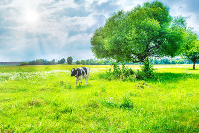 Horse grazing in field