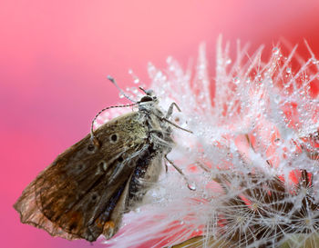 Close-up of insect on pink flower