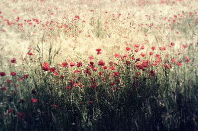 Red poppy flowers in field