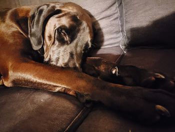 Close-up of dog sleeping at home