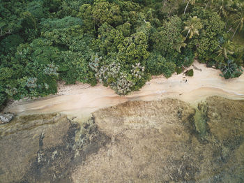 High angle view of plants growing on land