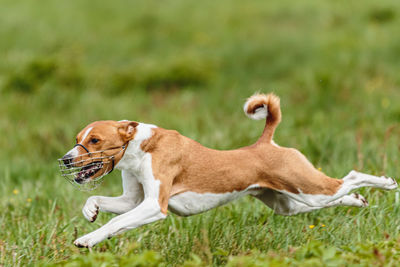 Flying moment lifted of ground of basenji dog running across the field on lure coursing competition