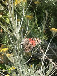 Close-up of butterfly on plant