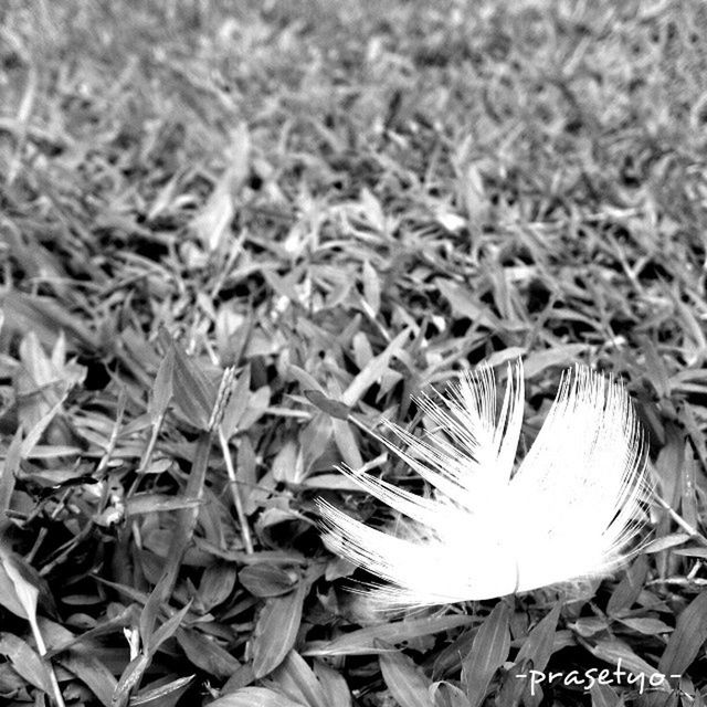 field, growth, plant, close-up, dry, nature, grass, high angle view, leaf, focus on foreground, day, outdoors, no people, selective focus, fragility, ground, beauty in nature, sunlight, growing, dirt