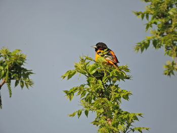 Bird perching on a tree