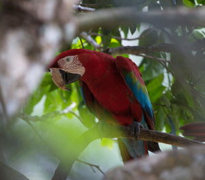 Close-up of parrot perching on branch