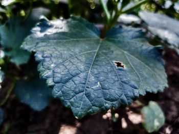High angle view of leaf