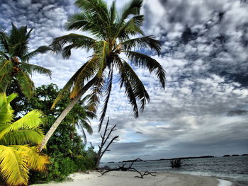 Palm trees on beach against cloudy sky