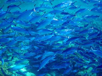 Full frame shot of fish swimming in sea