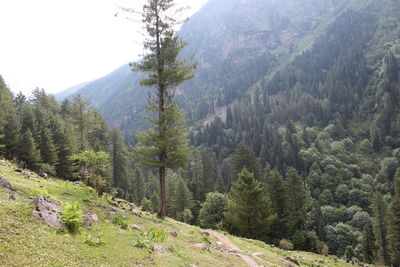 Pine trees in forest